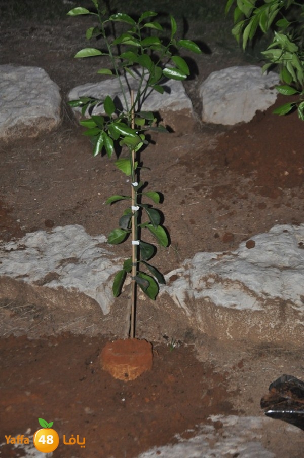 trees yaffa jamhairea (21).JPG